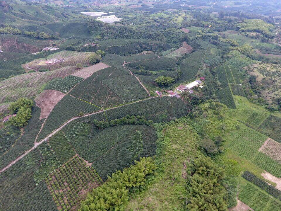 Hacienda Cafetera La Gaviota Villa Chinchiná Екстериор снимка